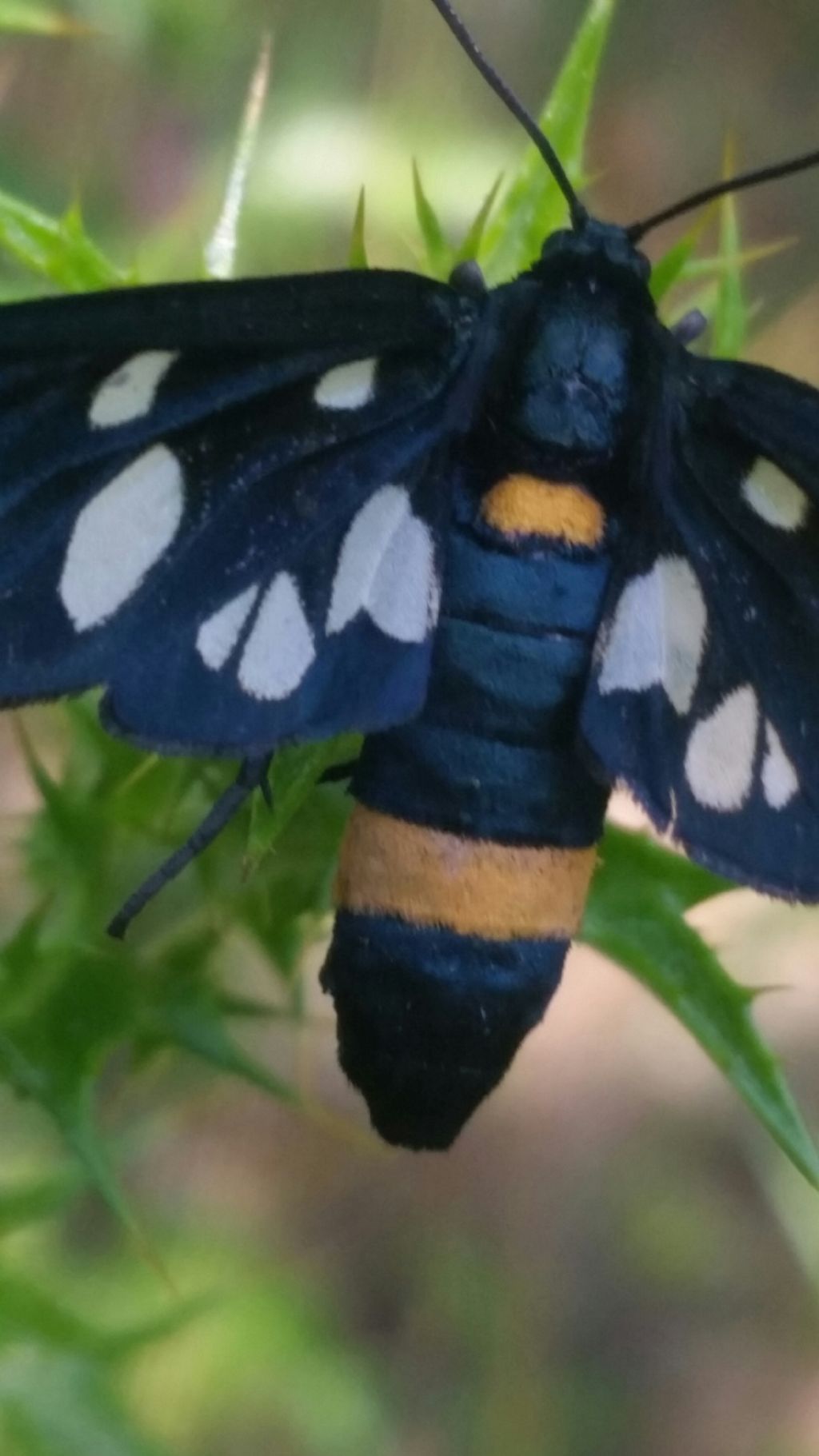 Amata phegea?